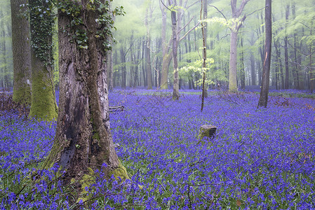 美丽的蓝铃花地毯朦胧的春天森林景观背景图片