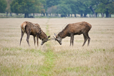 秋天,两只红鹿田野里鹿角搏斗图片