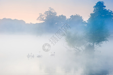 天鹅透明素材天鹅家游过雾蒙蒙的秋落湖背景