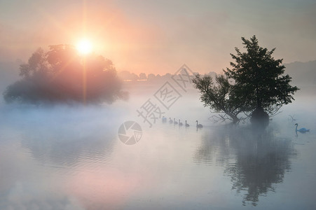 群天鹅日出时游过雾蒙蒙的秋湖高清图片