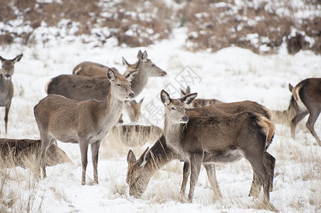冬季森林景观中休耕鹿红鹿的形象,地积雪背景图片