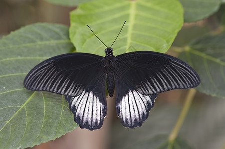 普通的摩门蝴蝶背景图片