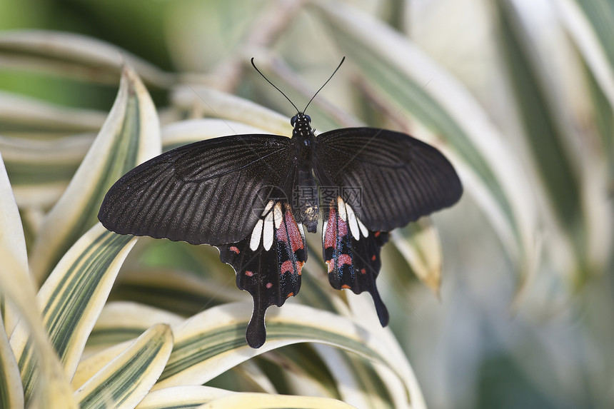 鲜红的燕尾蝶图片