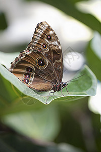 阿喀琉斯莫佛蝴蝶背景图片