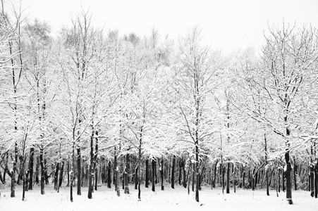 美丽的景观闪闪发光的霜雪覆盖的树木图片