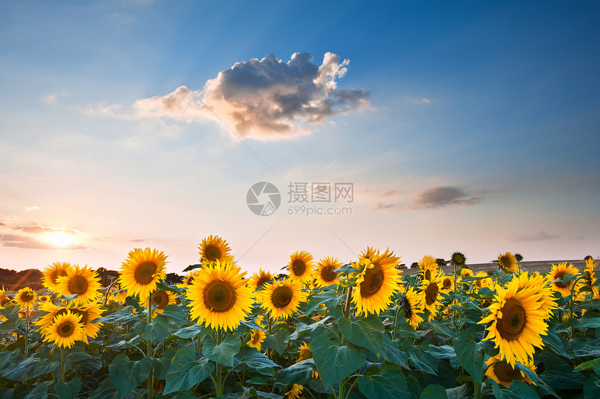 蓝天景观的夏季日落向日葵田图片