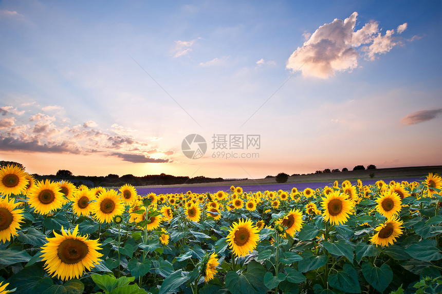蓝天景观的夏季日落向日葵田图片