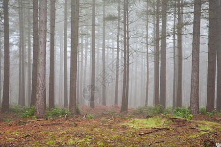 秋季浓雾森林景观图片
