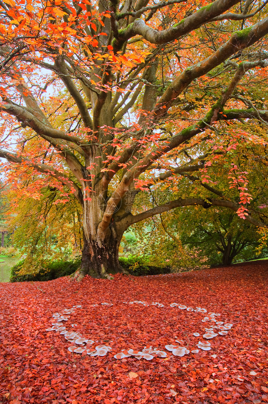 美丽的形象,秋天的色彩自然的植物群叶仙环的蘑菇图片
