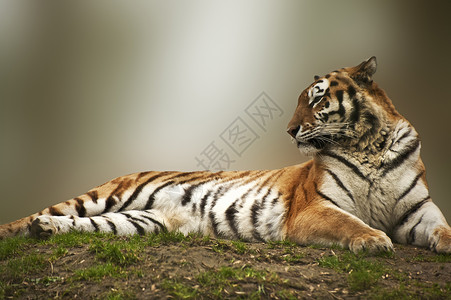 美丽的老虎形象,草地上放松图片