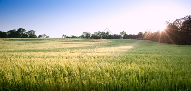 新的绿色小麦日落时风景中的田野图片