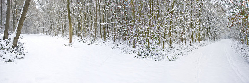 美丽的冬季森林雪景与深雪小径分裂成两个方向图片