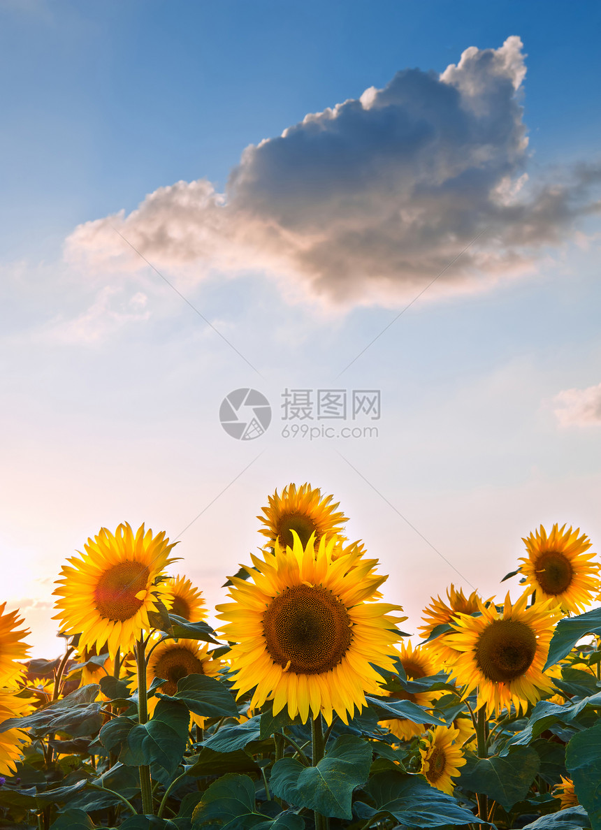 蓝天景观的夏季日落向日葵田图片