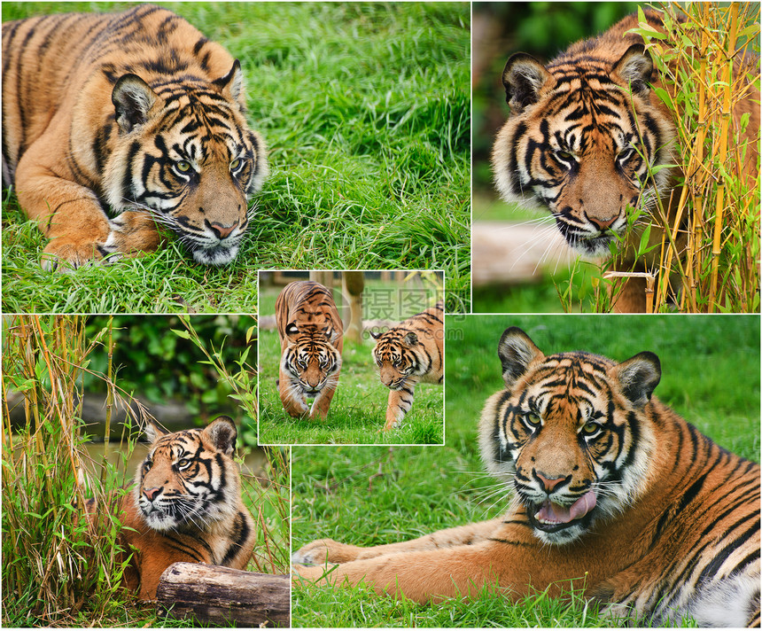收集苏门答腊虎豹的圈养中的图片图片