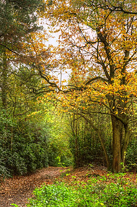 穿过秋天彩色森林树木的大道高清图片