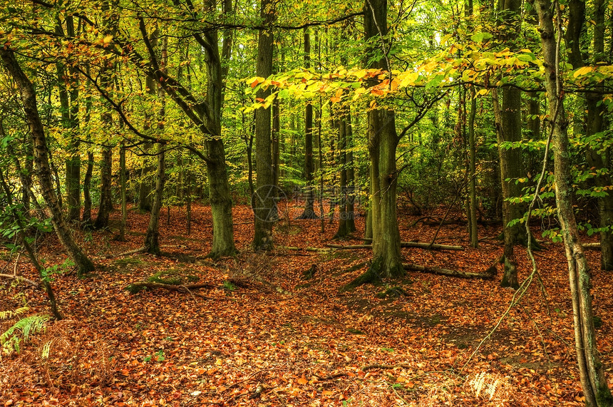 秋天的森林着生动的色彩细节图片