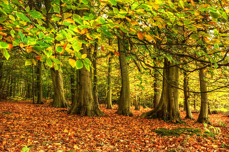 秋天的森林着生动的色彩细节图片