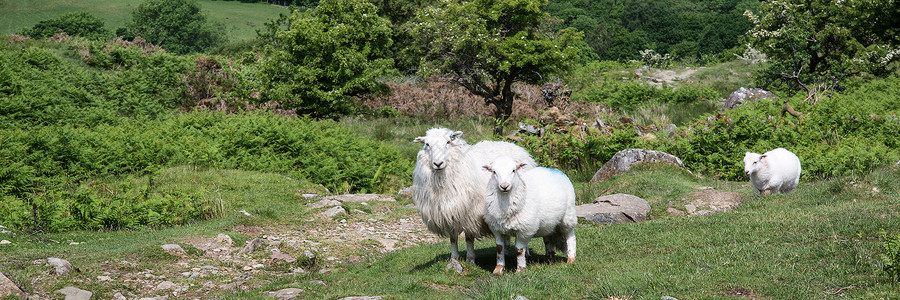 乡村全景景观羊图片