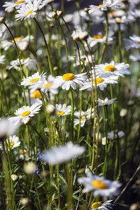 野花草地景观中野生雏菊花的观图像图片