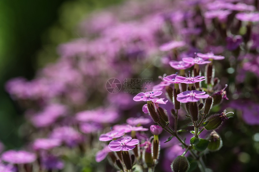 紫色野花景观的观形象图片