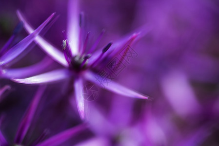 艺术效果美丽的紫色花卉抽象图片