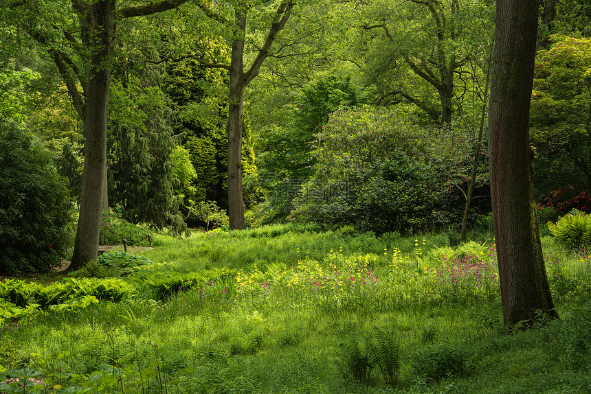 景观形象生机勃勃,郁郁葱葱,森林林地景象图片