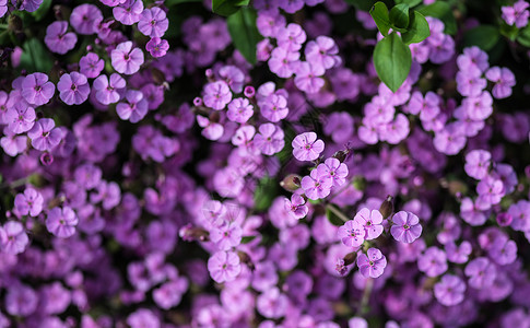 紫色野花景观的观俯视图像图片
