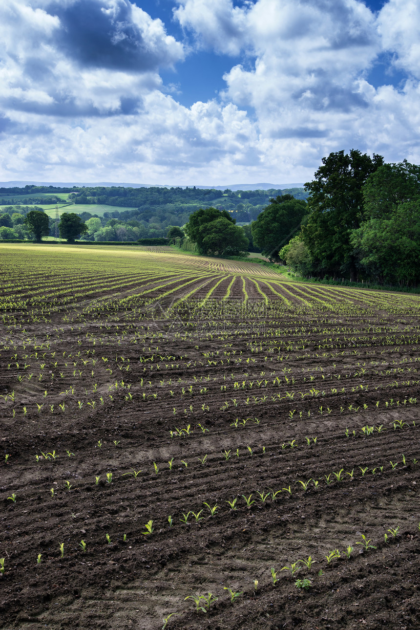 夏季新种植作物的农业农田景观形象图片
