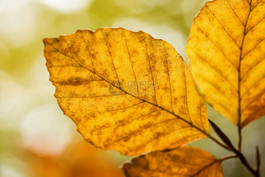 秋日阳光下明亮的金榉树叶图片