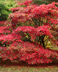 美丽的日本枫树,秋色十足图片