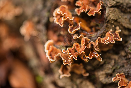秋天的真菌死落的树上图片