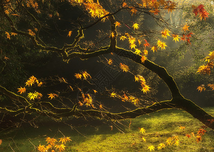 美丽的金色秋叶,日出明亮的背光图片