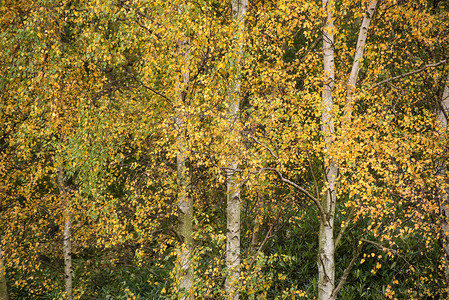 森林中令人惊叹的秋色树木图片