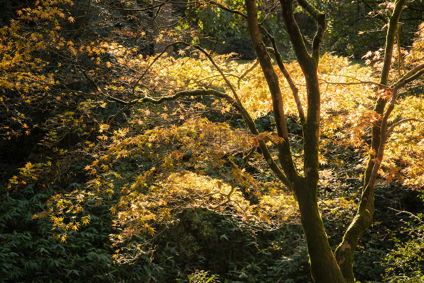 美丽的秋天森林景观图片