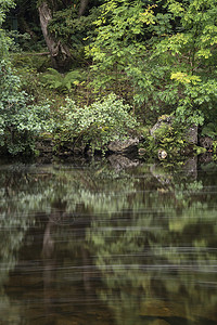 长时间暴露的河流景观流经郁郁葱葱的绿色森林图片