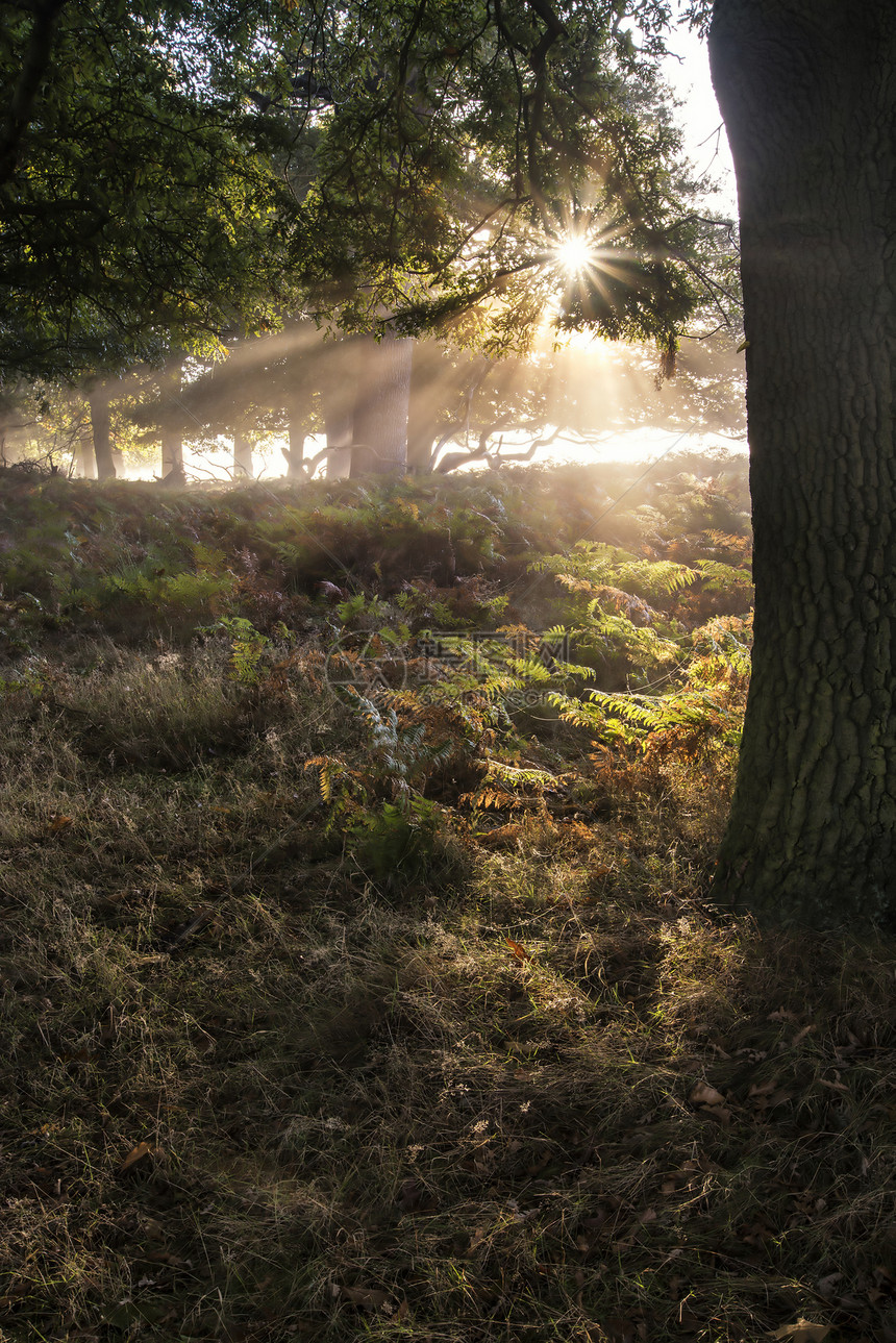 雾蒙蒙的秋日日出景观中,阳光透过森林树木照耀图片