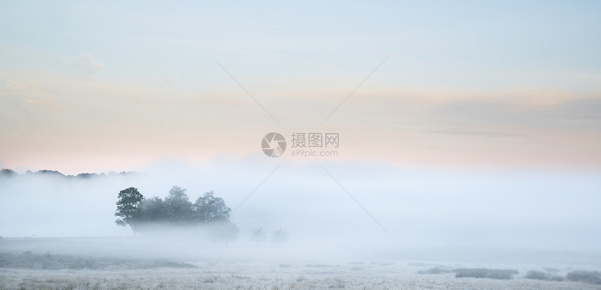 美丽的浓雾日出秋落景观田野上,树梢透过雾看得见图片