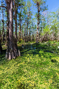 佛罗里达沼泽中秃顶的柏树高清图片