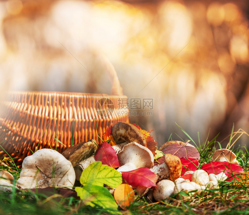 秋天的蘑菇图片