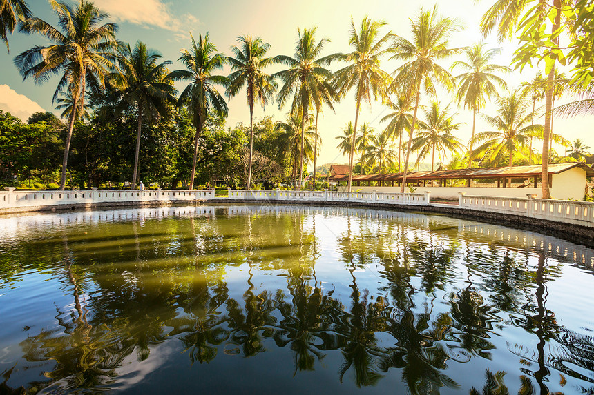 热带花园的游泳池图片