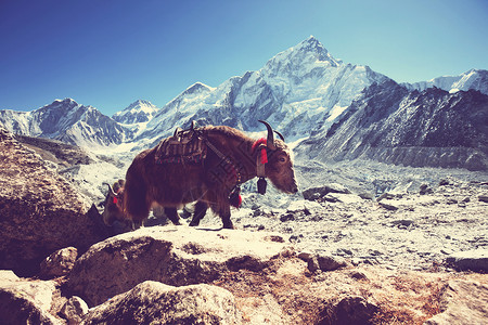 喜马拉雅的牦牛高清图片