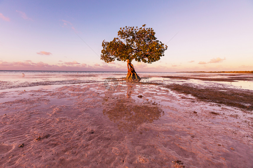佛罗里达海岸的孤独红树林图片