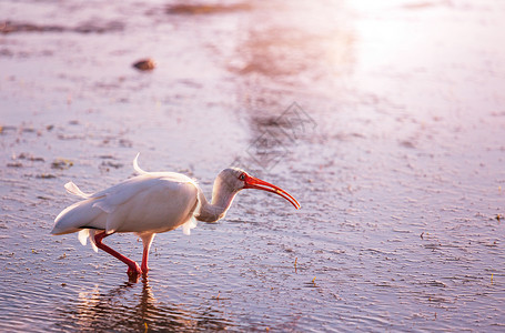 水生鸟白色的ibis个浅池佛罗里达背景