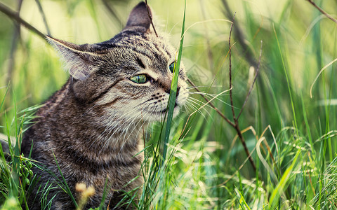 篮子里的猫图片