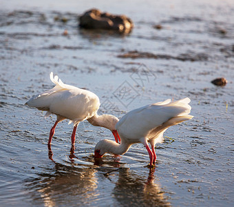 白色的ibis个浅池佛罗里达高清图片