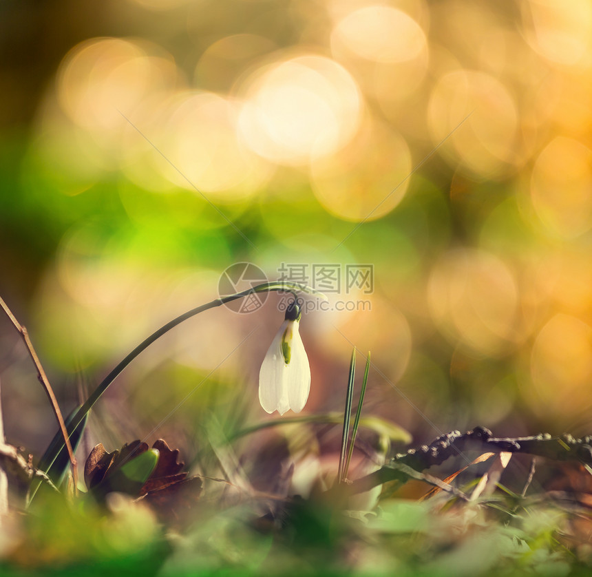 雪花莲春天开白花图片