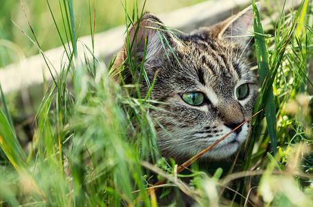 篮子里的猫图片