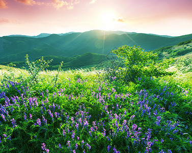 高山草地图片