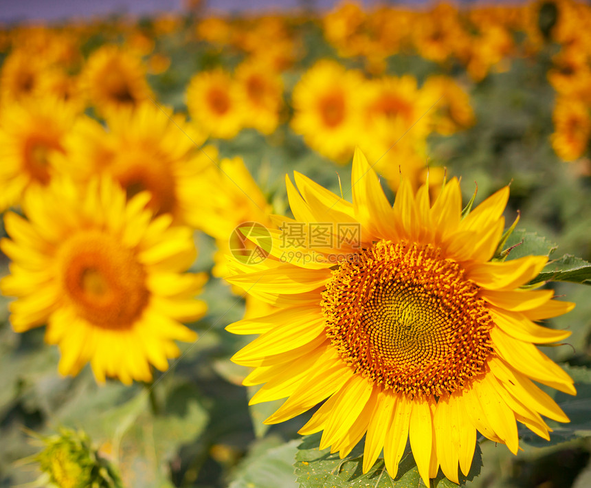 向日葵,葵花sunflower的名词复数图片