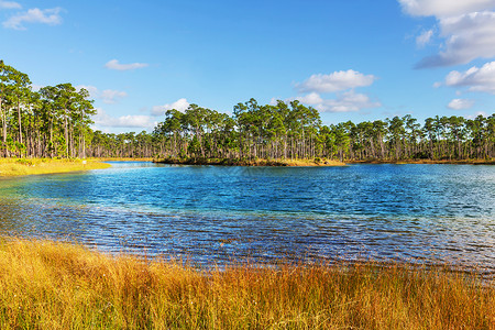 佛罗里达沼泽中秃顶的柏树背景图片